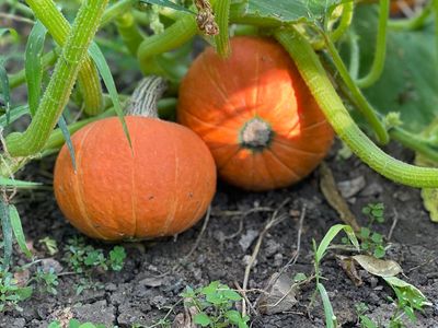10 Mistakes Gardeners Make With Pumpkins