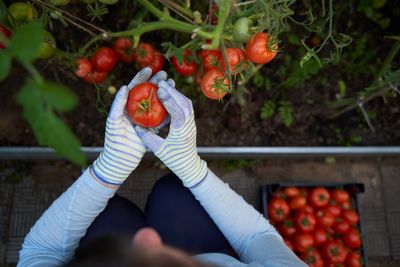 5 Tricks to Extend Tomato Harvest Into October