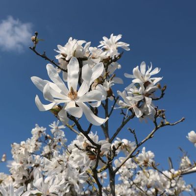 5 showstopping flowering trees for small gardens – enjoy beautiful spring and summertime displays, even in the tiniest spaces