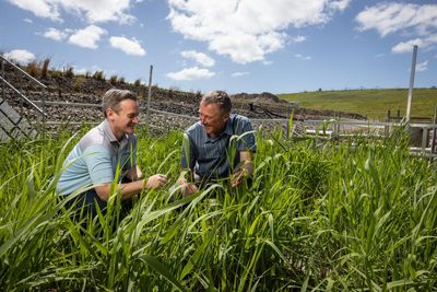Deep in the reeds: Australian scientists put dollar figure on floating wetlands’ global water quality savings
