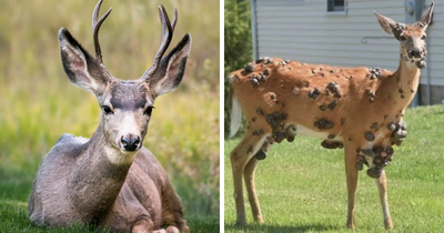 “Zombie Deer Disease” Detected Again In Southern State As Authorities Launch Emergency Response Plan