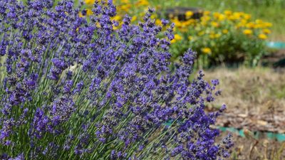 Can You Plant Lavender In The Fall? These Do's and Don'ts Will Prevent You From Losing Plants Unnecessarily