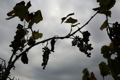 Withering Vines: California Grape Farmers Abandon Fields As Local Wine Struggles