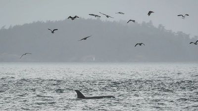 Real-time ocean monitoring: How a fibre-optic experiment could save endangered orcas