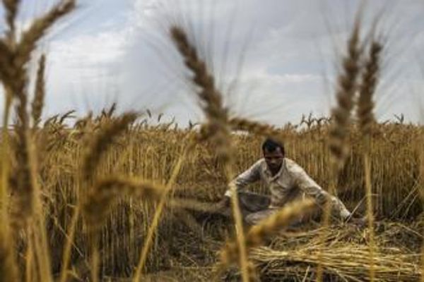 Agriculture a fertile ground for digitization