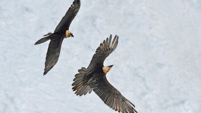 Back from the brink, the bearded vulture makes a cautious return to French Alps