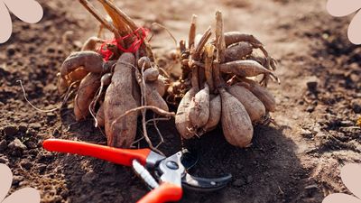 How to overwinter dahlias: 5 steps to ensure your plants survive until spring