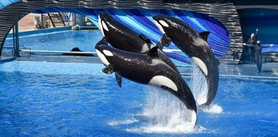 Marineland’s decline raises questions about the future of zoo tourism