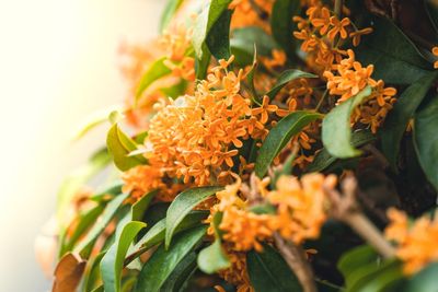 Why Certain Plants Emit More Fragrance in Fall