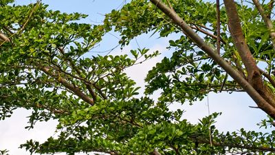 9 Ways to Turn Fallen Branches Into Garden Supports