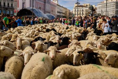 Shepherds in Madrid move sheep during a festival, in photos
