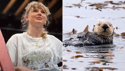 Taylor Swift Raises $2.3M For Sea Otter Conservation After Wearing Tee In New Film