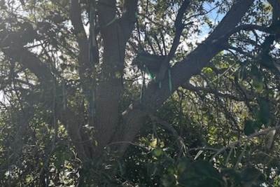 FBI investigating ‘suspicious’ hunting stand with sightline to Trump’s Air Force One landing zone