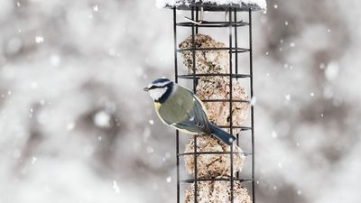 I Just Found the Most Charming Bird Feeders to Uplift My Yard for Fall and Winter – 6 Picks to Support Feathered Friends During the Coldest Months