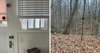 90 Pics Showing Cats That Are Not Easy To Find, But When You Do, You Can’t Unsee Them