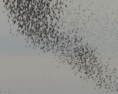 Country diary: The salty symphony of waders in autumn