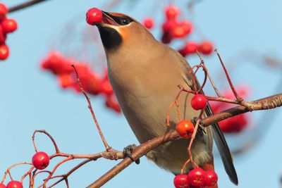 Five berry plants that will attract birds to your garden