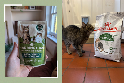 10 best cat foods, reviewed by pet owners