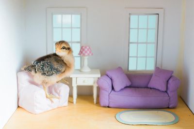 Our defective lounge was replaced with a model $200 cheaper. Can we get the difference refunded?