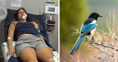 Woman Knocked Unconscious By Bird Reveals Insurance Company Denied Coverage Over 1 Key Detail