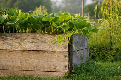 Why Raised Beds Hold Heat Longer in Fall