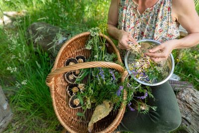 Rise of ‘middle-class foragers’ prompts warning on safety and sustainability