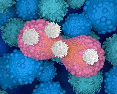 Protective immune cells in breastfeeding women identified as guard against breast cancer, new research finds