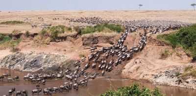 The great wildebeest migration, seen from space: satellites and AI are helping count Africa’s wildlife