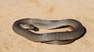 11yo boy is bitten by venomous snake, but his uncaring father tells him to ‘sleep it off’