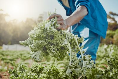 8 Cold-Tolerant Greens to Plant in September