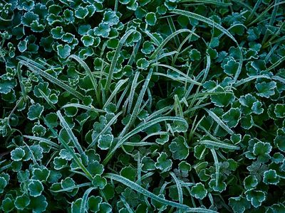 Why Frost Dates Matter More Than You Think