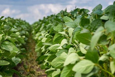 Soybean Rally Continuing Through Midday