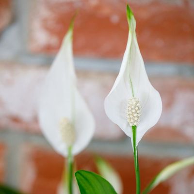 5 reasons your peace lily's leaves are turning brown and how to fix the problem asap