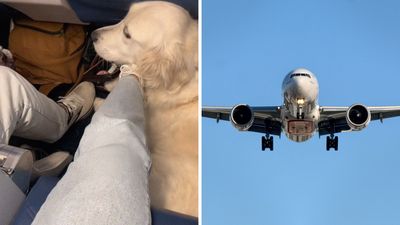 ‘Call the flight attendant’: Woman with service dog gets seated next to another service dog on plane. Then it does something unusual