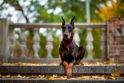 These 5 Dog Breeds Specialize In Personal Protection