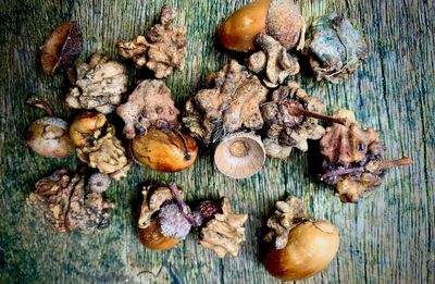 Country diary: Even acorns grow strange in the misty gloom