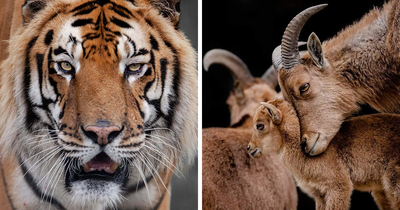 I Photograph Wild Animals, Here Are 36 Of My Favorite Ones
