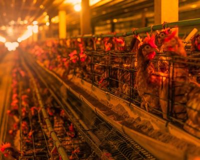 Beef, pork, chicken: the world loves cheap meat. If people knew what really goes in it, that love affair would be over