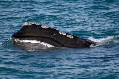 Scientists spot change in one of the world’s rarest whale populations