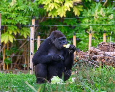 ‘World’s loneliest’ gorillas are doing just fine, say Bristol zoo bosses