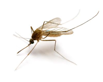 Mosquitoes found in Iceland for first time as climate crisis warms country