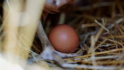 France raises bird flu alert to 'high' risk for poultry farms amid rise in cases across Europe