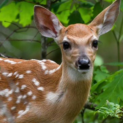Infectious diseases are killing deer and risking rural US economies: ‘You smell the dead everywhere’