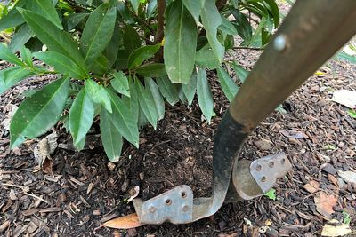 Transplanting shrubs: Timing and technique for a thriving garden