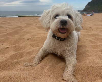 As eastern Australia prepares to swelter, here’s how to protect your pets in a heatwave