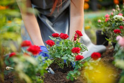 7 Tricks for Keeping Roses Blooming Longer