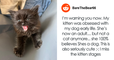 Tiny Rescue Cat Gets Attached To Big Family Dog In Seconds, Their Bond Goes Viral Immediately