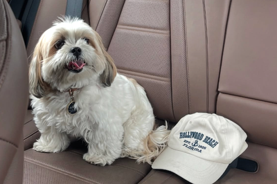 Miami woman who entrusted dog to Rover sitter shocked to find pet’s cremated remains when she returned from vacation