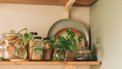 I Write About Houseplants For a Living and These Are the 5 Most Stylish Propagation Station Ideas I've Ever Stumbled Across