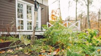 5 Seasonal Soil Fixes To Keep Winter Pests at Bay and Prepare the Ground For Spring